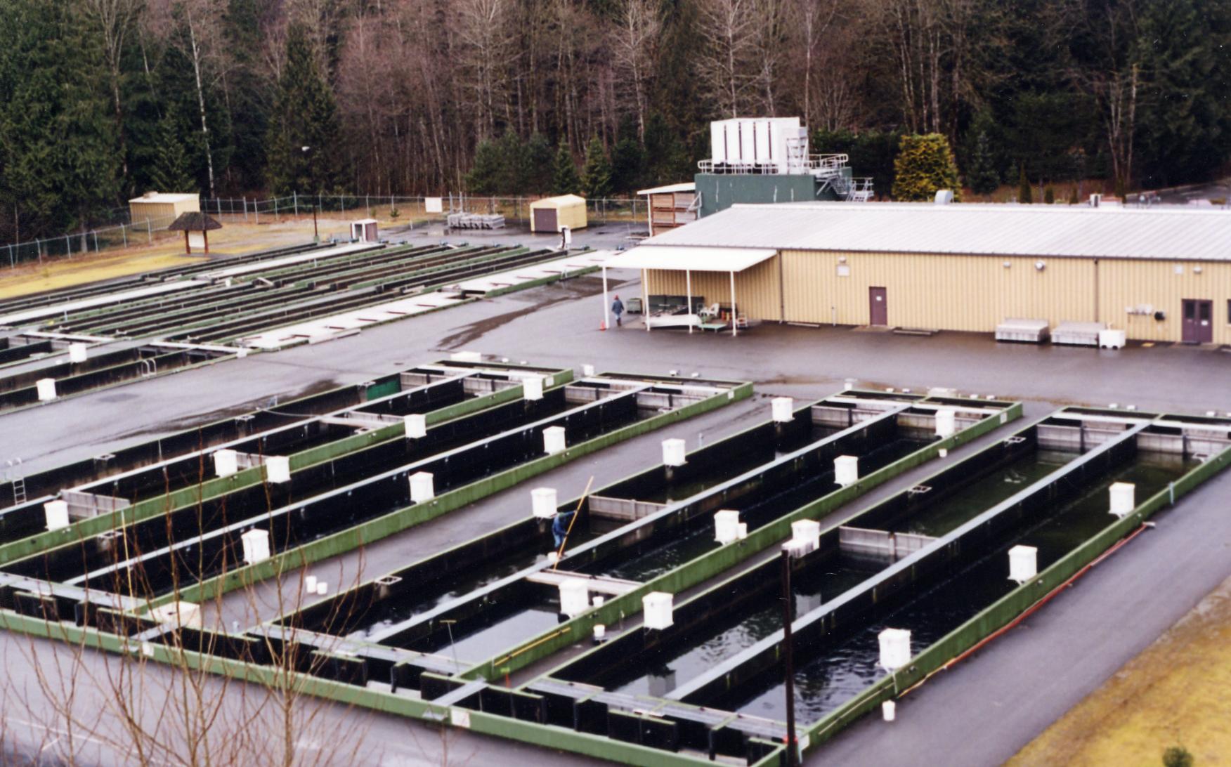 Hatchery D finition What Is