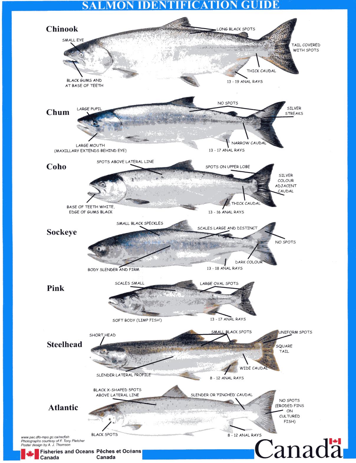 Salmon Identification Guide